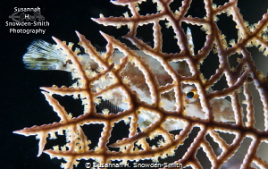 "Lace"

Look for a few seconds and watch the fish appea... by Susannah H. Snowden-Smith 